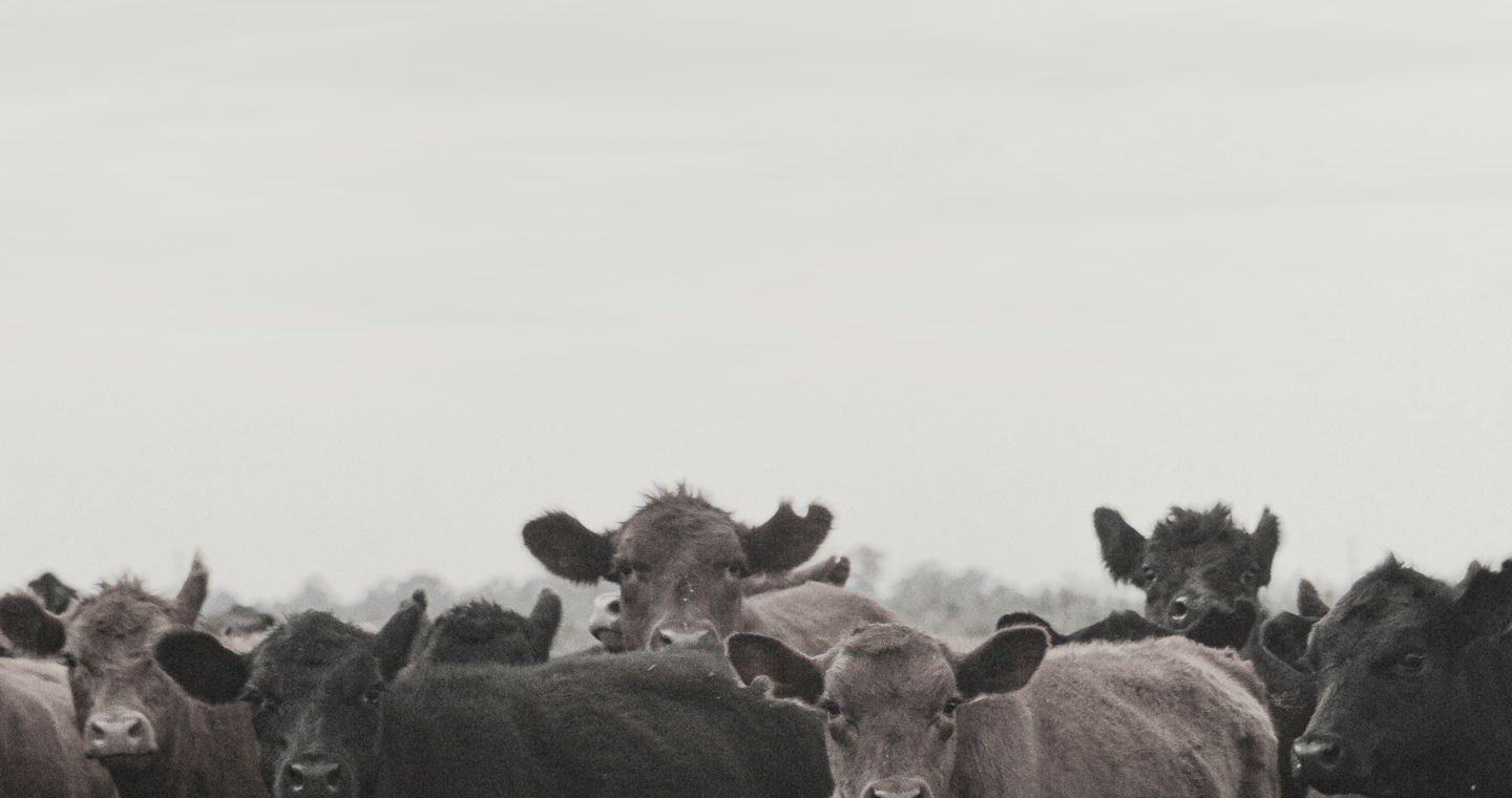 Cattle Background